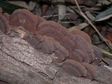 Daedaleopsis tricolor image