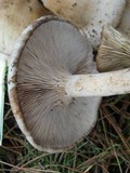 Clitopilus prunulus image
