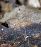 Mycena punkissima image