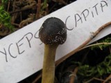 Elaphocordyceps capitata image