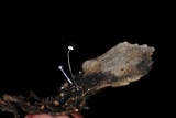 Mycena punkissima image