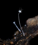 Mycena punkissima image