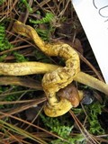 Elaphocordyceps capitata image