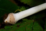 Amanita farinosa image