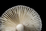 Amanita farinosa image