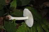Amanita farinosa image