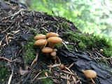 Kuehneromyces lignicola image
