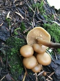 Kuehneromyces lignicola image