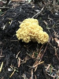 Ramaria magnipes image