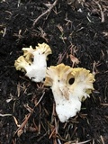 Ramaria magnipes image