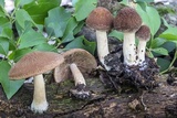 Psathyrella delineata image