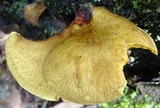 Boletinellus exiguus image