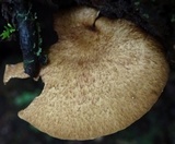 Boletinellus exiguus image