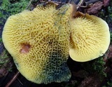 Boletinellus exiguus image
