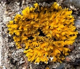 Xanthoria ulophyllodes image