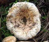 Lactarius torminosus image