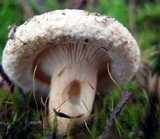 Lactarius torminosus image