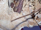 Onnia tomentosa image