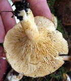 Lactarius torminosus image