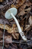 Amanita sect. Vaginatae image