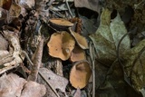 Galiella rufa image