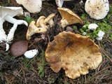 Lactarius scrobiculatus image