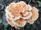 Laetiporus cincinnatus image