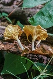 Chrysomphalina strombodes image