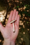 Amanita farinosa image