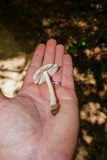 Amanita farinosa image