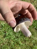 Russula occidentalis image