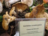 Lactarius scrobiculatus image