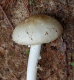 Amanita longitibiale image