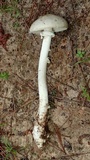 Amanita longitibiale image