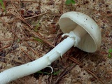 Amanita longitibiale image