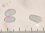 Amanita longitibiale image
