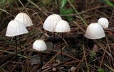 Marasmius capillaris image
