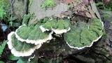 Cerrena unicolor image