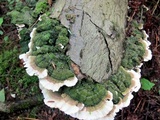 Cerrena unicolor image