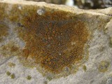 Caloplaca flavovirescens image