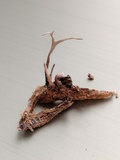 Cordyceps stylophora image