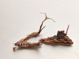 Cordyceps stylophora image