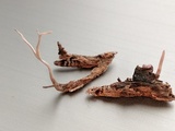Cordyceps stylophora image