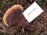 Ganoderma lobatum image
