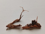 Cordyceps stylophora image