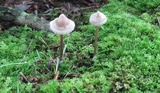 Entoloma conicum image