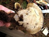 Ganoderma lobatum image