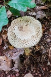 Amanita daucipes image