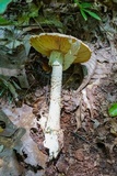 Amanita daucipes image