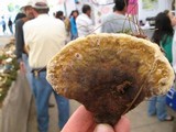 Ganoderma lobatum image